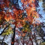 제주도 가을풍경, 천아숲길에서 단풍놀이 했어요