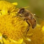 꿀벌이 사라진다면 인류의 생명은 4년 남짓