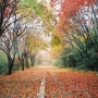 광주 무등산 풍암정의 가을단풍