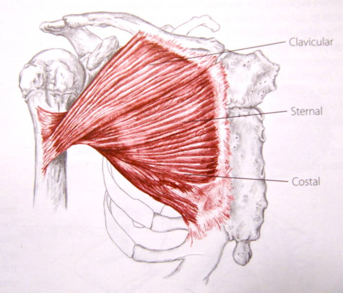 pectoralis-major