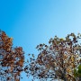 과천 서울대공원 가을 풍경 ㅣ 단풍이 예뻐요