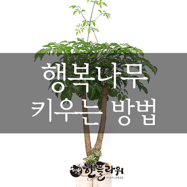 행복나무(해피트리,부귀수) 키우기 물주기 : 네이버 블로그