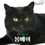 고양이종류 # 봄베이고양이