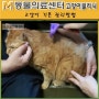 [서초M동물의료센터]고양이귀청소, 예방접종 부작용에 대한 오해와 진실~