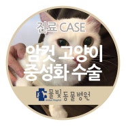 인천 남동구 물빛동물병원 : 암컷 고양이 중성화 수술 케이스!