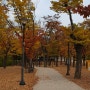 11월낙엽물든 가로수길 ^^