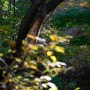 챈들러 숲 속에서 - 2017년 가을, 단풍