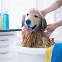 강아지목욕 하는 방법과 주의사항~