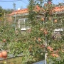 궁평항 여행하고 사과 따기 체험을 홍이농원에서