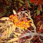 마가목 열매 - 오풀바