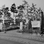 대전 유림공원 국화축제 향연