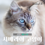 고양이종류 # 시베리아고양이