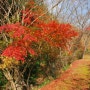 [대마도 관광지] 도요타마 : 대마도 단풍 스팟 마츠바라 자연공원(松原自然公園).