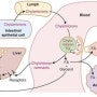 lipoproteins - chylomicron, VLDL, LDL, HDL