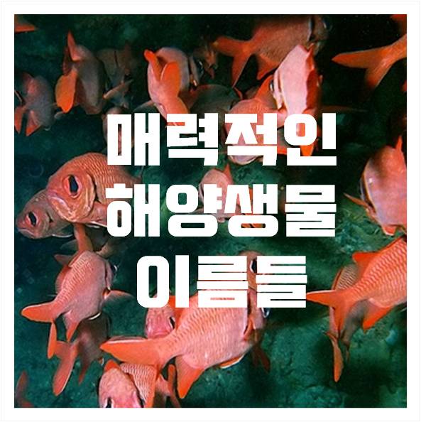 <피쉬본제주> 매력적인 해양생물 이름들 : 네이버 블로그” style=”width:100%”><figcaption><피쉬본제주> 매력적인 해양생물 이름들 : 네이버 블로그</figcaption></figure>
<p style=