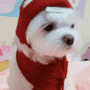 우리 똥강아지 [고나의 월동준비 & 생일선물] 강아지 목도리 모자 세트 착용후기