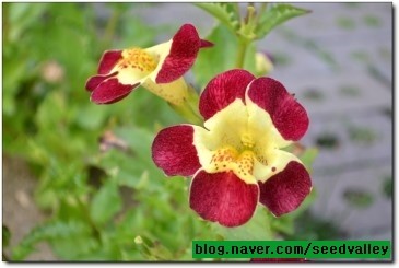 [씨앗]미물루스(색상혼합)-Mimulus,Twinkle Monkey Flower : 네이버 블로그