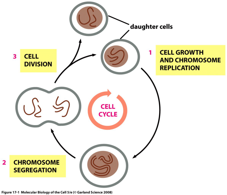 식물의 세포분열 (Plant Cell Division) : 네이버 블로그