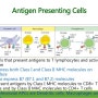[면역학] 항원제시(antigen presentation), MHC1 pathway, MHC2 pathway