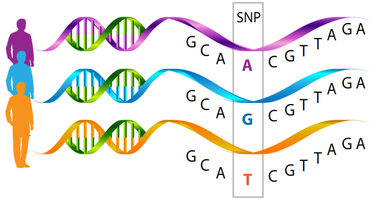 단일 염기 다형성 Snp Single Nucleotide Phoymorphisms 네이버 블로그 