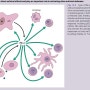 [면역학] 바이러스에 대한 면역반응 - 선천면역반응