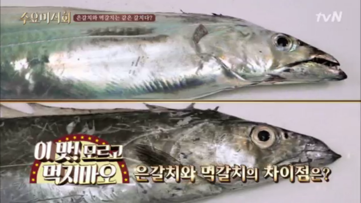 은갈치, 먹갈치 차이는? : 네이버 블로그