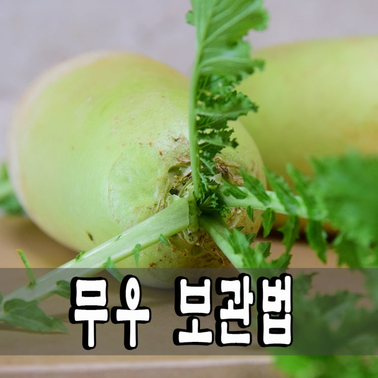 무 보관법 무우보관방법 :: 겨울철 무 오래 보관하는방법 : 네이버 블로그