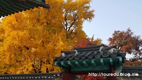 [국내] 서울 종로구 - 문묘 명륜당 가을풍경