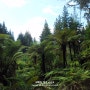 [뉴질랜드여행] 로토루아 가볼만한 곳, 레드우드(The Redwoods) 산책로
