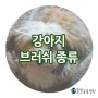 인천 남동구 서창동 물빛동물병원 동물상식 : 강아지 브러쉬 종류!