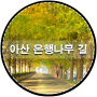 아산 은행나무 길(20171106)