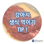 인천 남동구 서창동 물빛동물병원 동물상식 : 강아지 생식 먹이기 TIP !