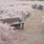 양주나리공원 핑크뮬리