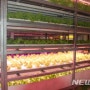 일본의 전천후 대량생산 식물공장 소개