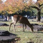 NARA PARK