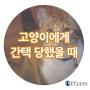 인천 물빛동물병원 동물상식 : 고양이에게 간택 당했을 때