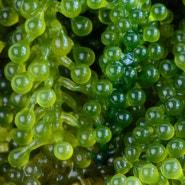 [뜨엘-화장품 성분] 바다포도수(Caulerpa Lentillfera Water)