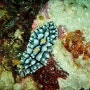 [수중생물] 스쿠버다이빙 중 만나는 갯민숭달팽이 혹은 누디브렌치