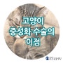 인천 서창지구 물빛동물병원 동물상식 : 고양이 중성화 수술의 이점