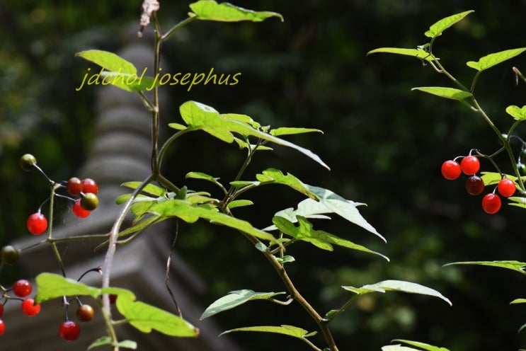 배풍등(Solanum lyratum Thunb.) : 네이버 블로그