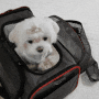 강아지 이동가방 - 펫츠핏 기내용 애견이동가방