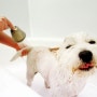 강아지 목욕시킬때 주의할점!