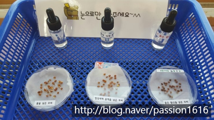 무씨 발아실험 : 네이버 블로그