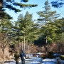 한 겨울 잣향기 푸른 숲 산책을 했어요. #피톤치드