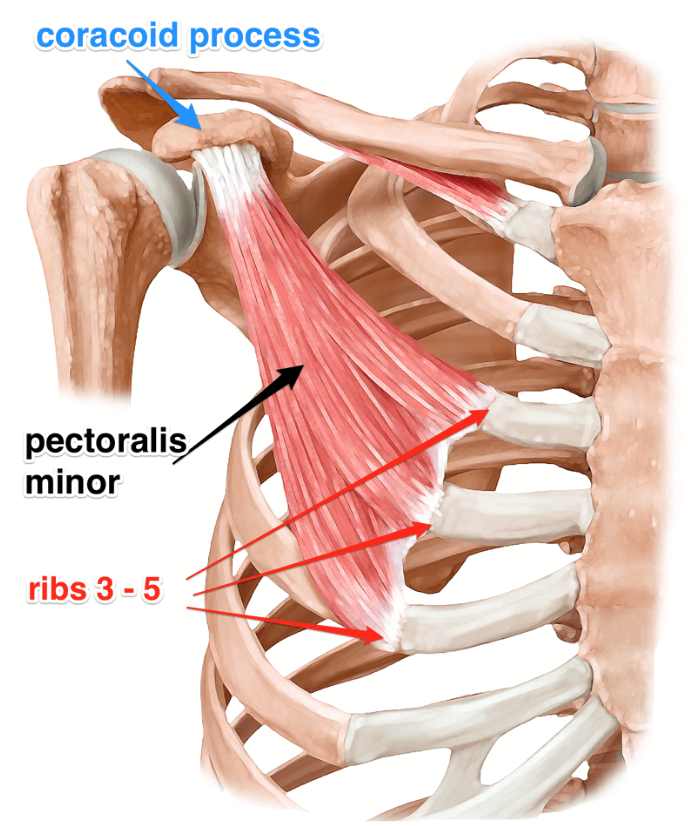 M serratus прикрепления