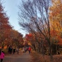 늦가을의 정취를 붙잡다 - 독립기념관 ‘단풍나무 숲길’