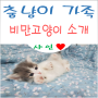 춤냥이 가족 비만고양이 소개(샤인)