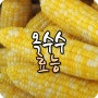 옥수수 효능 및 부작용 옥수수 속대의 효능