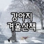 강아지 겨울 산책 준비하기