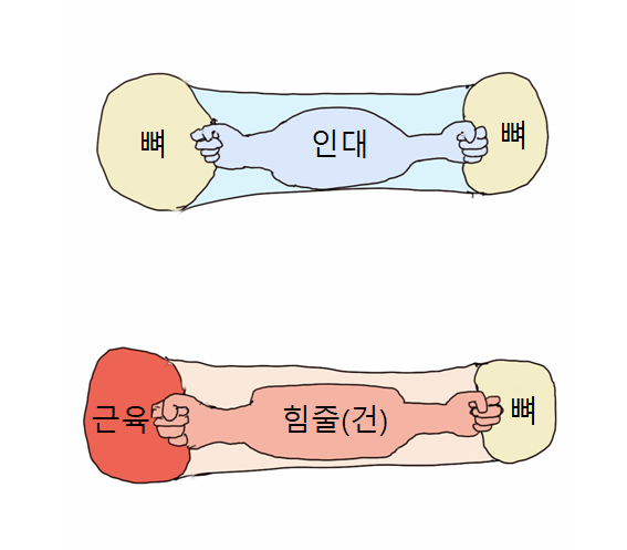 인대 파열? 힘줄(건) 파열? : 네이버 블로그